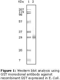 Monoclonal Mouse GST / Glutathione S-Transferase Antibody (clone 6G9B9, WB)