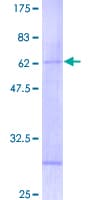 Human RNF32 Protein (Recombinant GST)