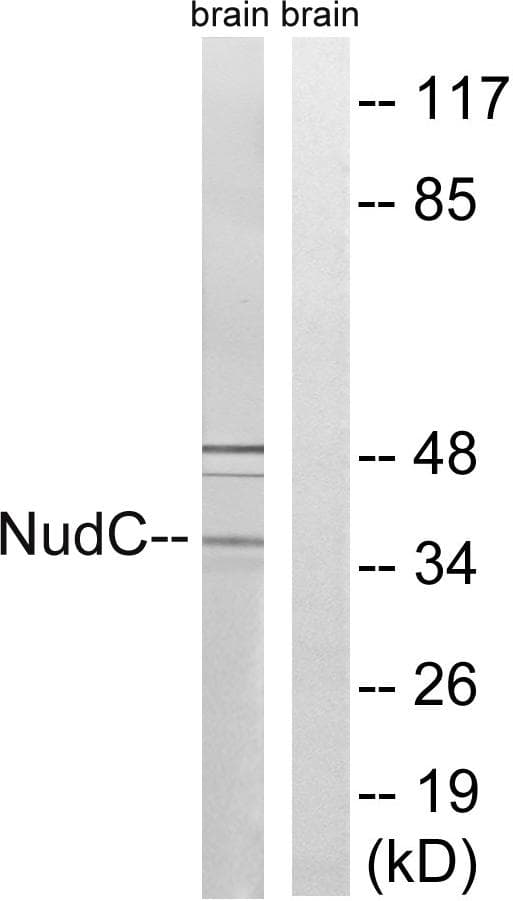 Polyclonal Rabbit anti-Human NUDC Antibody (p326, WB)