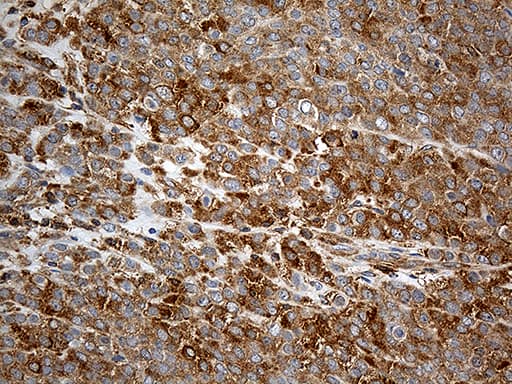 UBE1L / UBA7 Antibody (clone OTI2B6)