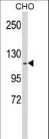 KIF11 / EG5 Antibody (aa103-130)