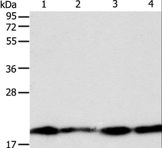 DIABLO / SMAC Antibody