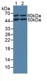 OIT3 Antibody (aa251-524)