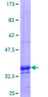 Human MTRPOL / POLRMT Protein (Recombinant GST, N-terminus)