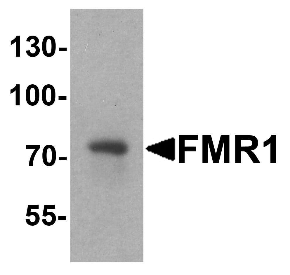 IHC-plus™ FMR1 / FMRP Antibody