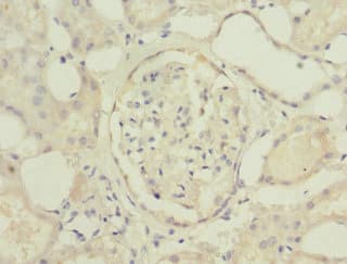 Polyclonal Rabbit anti-Human C19orf48 Antibody (IHC, IF)