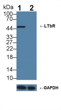 LTBR Antibody (aa66-215)