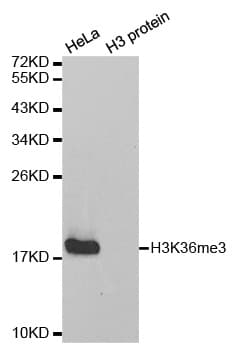 Polyclonal Rabbit anti-Human Histone H3 Antibody (Tri-Methyl-Lys36, IHC, IF, WB)