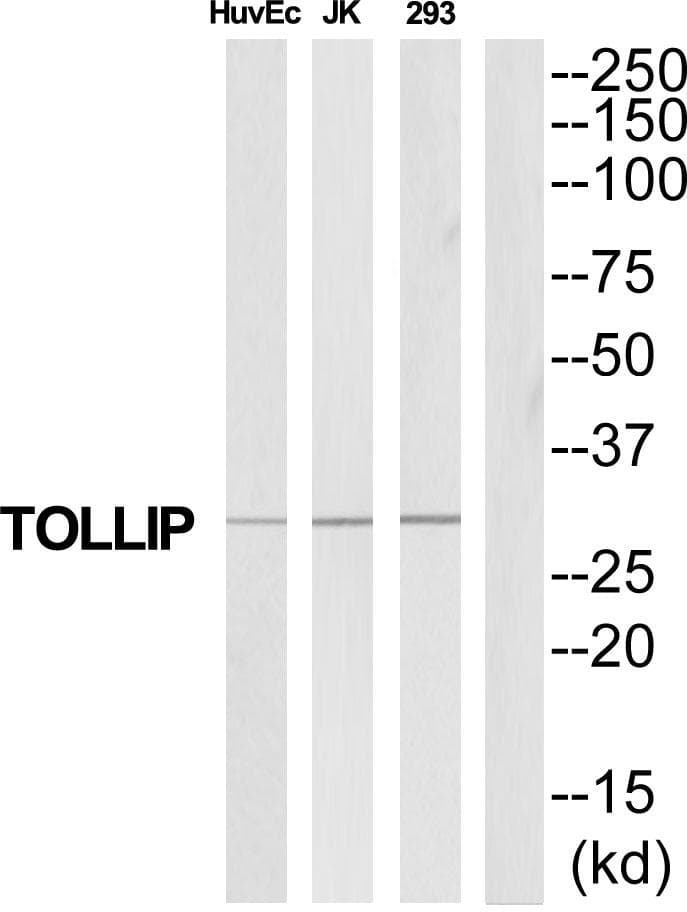 TOLLIP Antibody