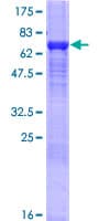 Human QIP1 / KPNA4 Protein (Recombinant GST)