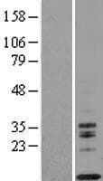 Human IL13 Protein (Over-Expression Lysate Myc-DDK (Flag))