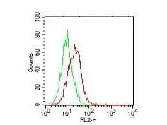 IL25 / IL17E Antibody (clone 11K8B1)