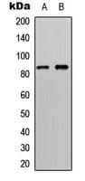 RPS6KA6 / RSK4 Antibody (C-Terminus)