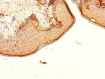 Polyclonal Rabbit anti-Human CENPK Antibody (IHC, WB)