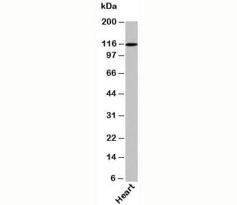 XPO4 / Exportin 4 Antibody (C-Terminus)