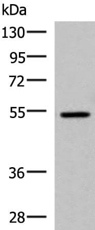 ISM1 Antibody