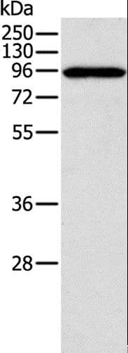 CTNNA1 / Catenin Alpha-1 Antibody
