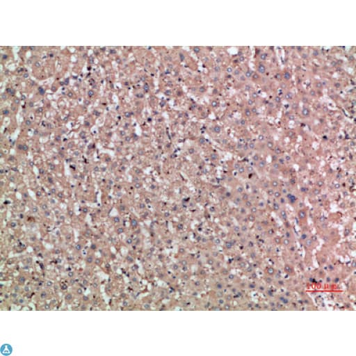 Polyclonal Rabbit anti-Human NOG / Noggin Antibody (IHC)