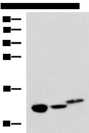 HRSP12 / UK114 Antibody