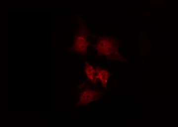 GPRASP1 / GASP-1 Antibody