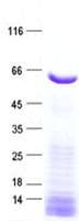 Human C12orf4 Protein (Recombinant His, N-Terminal)