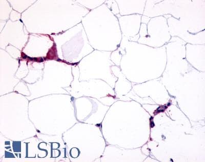 IHC-plus™ HCAR3 / GPR109B / HM74 Antibody (Cytoplasmic Domain)
