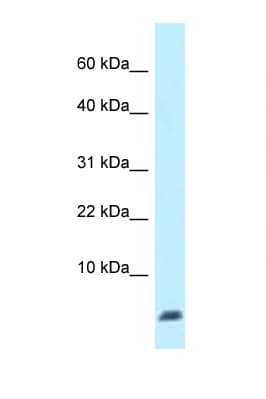 UBL5 Antibody (aa18-67)
