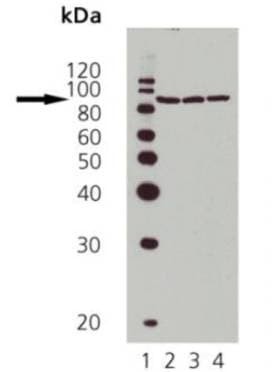 IHC-plus™ Polyclonal Rabbit anti-Human HSP90 / Heat Shock Protein 90 Antibody (aa250-325, IHC, WB)