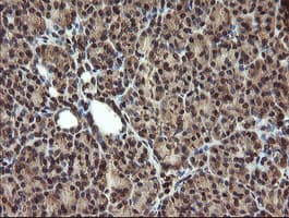 TBCC Antibody (clone OTI2D1)