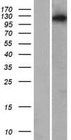 ARHGAP33 / SNX26 Protein (Over-Expression Lysate Myc-DDK (Flag))