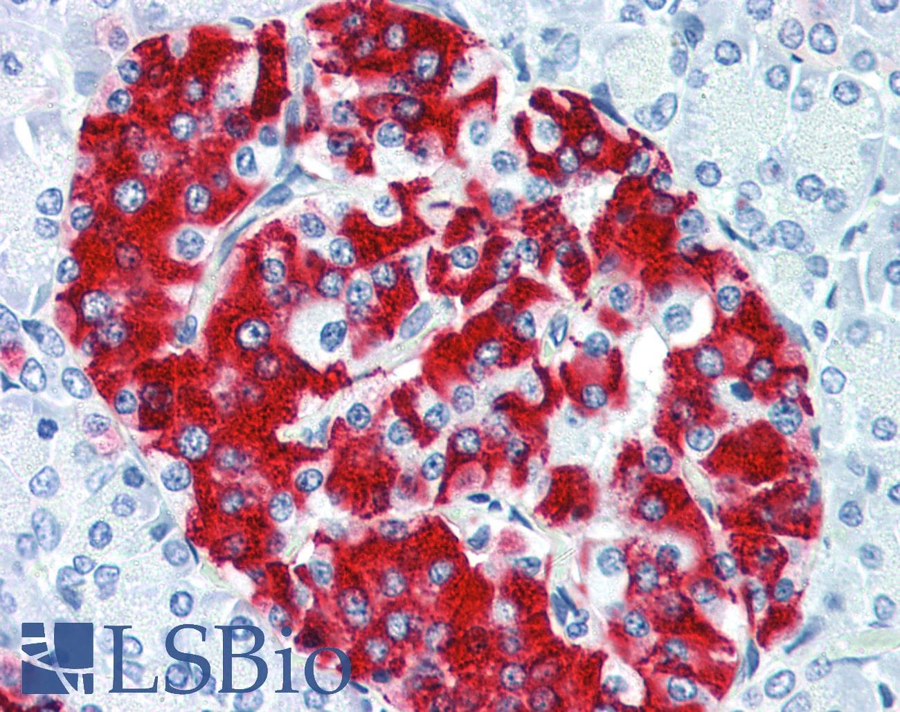 IHC-plus™ Insulin Antibody
