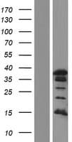 PAX8 Protein (Over-Expression Lysate Myc-DDK (Flag))
