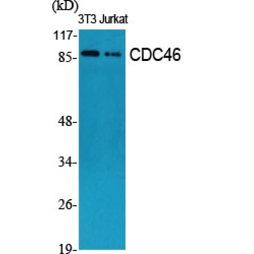 MCM5 Antibody (40-120 aa, N-terminal)