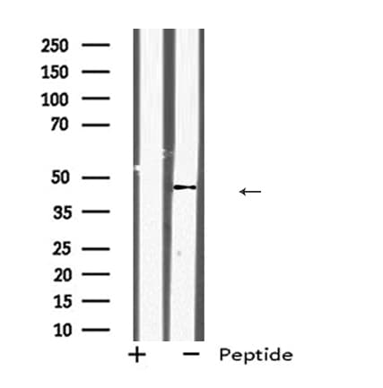 KLF12 Antibody