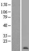 ANAPC11 / APC11 Protein (Over-Expression Lysate Myc-DDK (Flag))