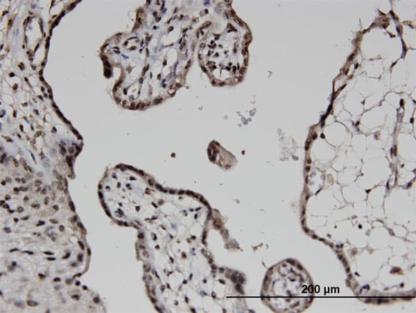 COPS6 / CSN6 Antibody (clone 2H5)