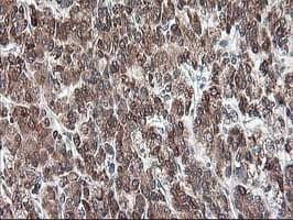 RPN1 / Ribophorin I Antibody (clone OTI3E1, Carrier-free)