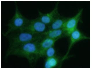 GPC4 / Glypican 4 Antibody (clone AT51E3)