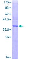 Human CTSH / Cathepsin H Protein (Recombinant GST, N-terminus)