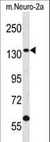 CNTROB Antibody (aa401-430)
