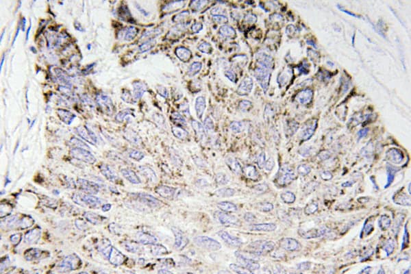 CASP4 / Caspase 4 Antibody (aa75-124)