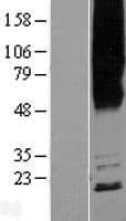 MYADM / Myeloid Marker BM-1 Protein (Over-Expression Lysate Myc-DDK (Flag))