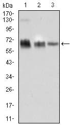 TRAFD1 / FLN29 Antibody (aa401-582, clone 8E6E7)