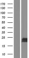IER3 / IEX-1 Protein (Over-Expression Lysate Myc-DDK (Flag))
