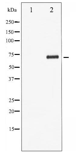 Polyclonal Rabbit anti-Human LIMK1 / LIMK Antibody (phospho-Thr508, IHC, WB)