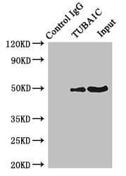 TUBA1C / Tubulin Alpha 1C Antibody