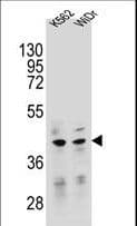 TFB2M Antibody (aa368-396)