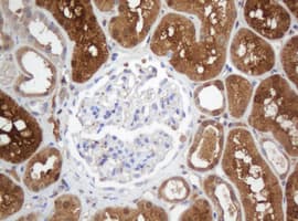 Selenium Binding Protein 1 Antibody (clone OTI3C6)