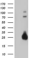 IHC-plus™ JCHAIN / Ig J Chain Antibody (clone OTI2B1)