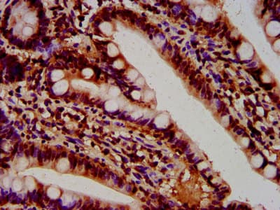 HIST1H4I Antibody